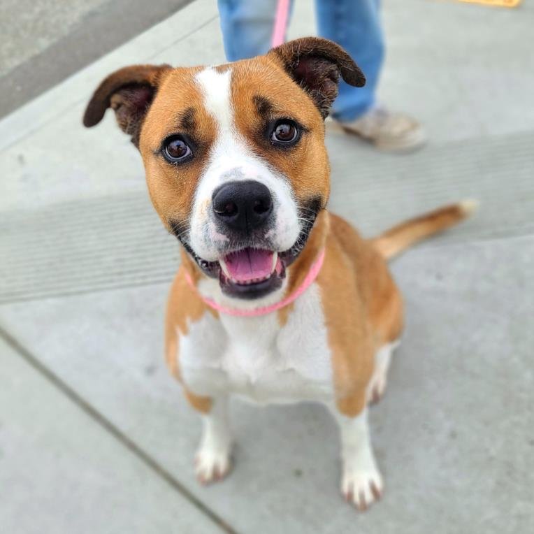 adoptable Dog in Long Beach, CA named *ALMOND