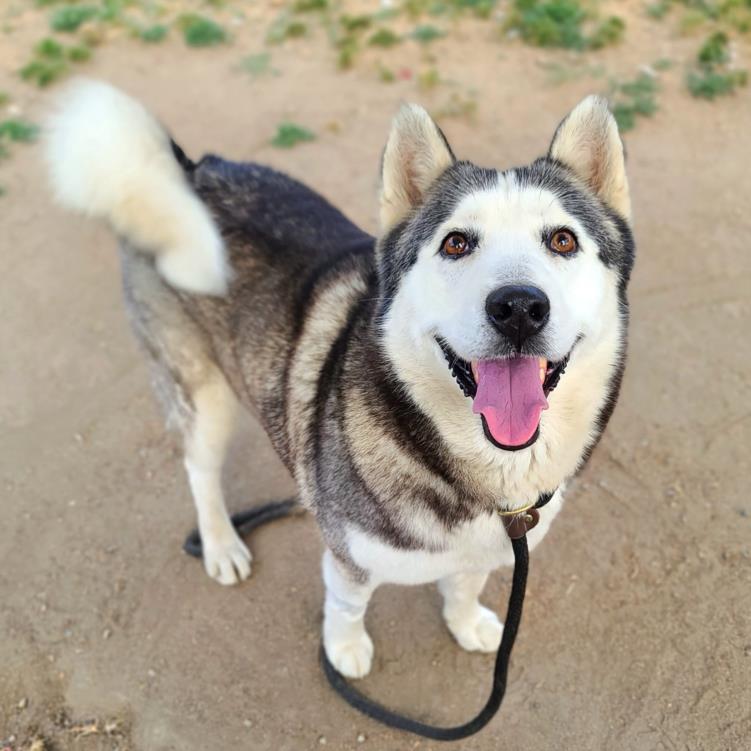 adoptable Dog in Long Beach, CA named *DUPREE