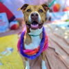 adoptable Dog in Long Beach, CA named *BARRY