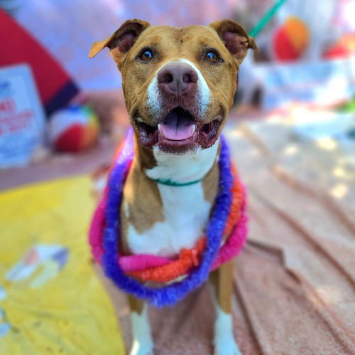 picture of the dog needing adoption