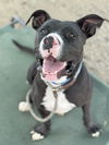 adoptable Dog in Long Beach, CA named *RADIO
