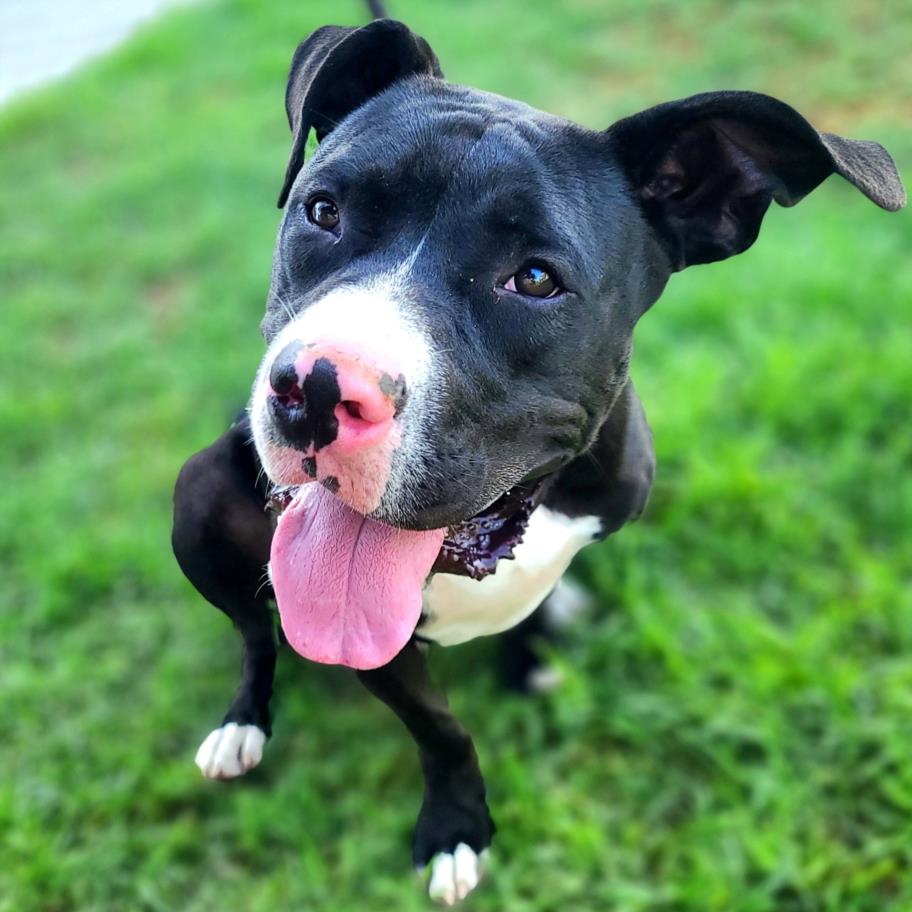 adoptable Dog in Long Beach, CA named *RADIO