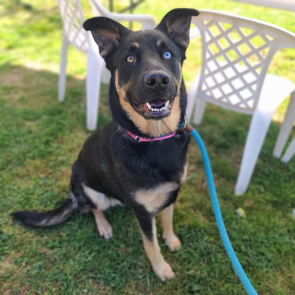 adoptable Dog in Long Beach, CA named *LORELEI