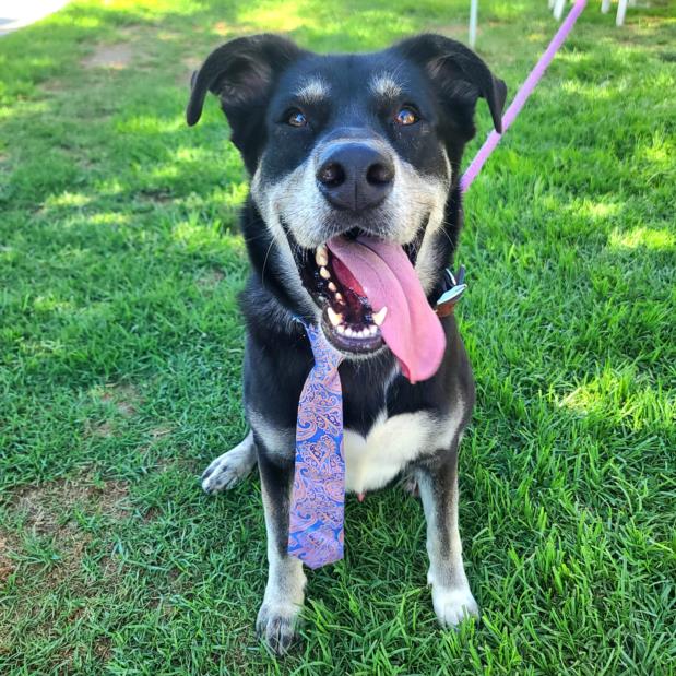 adoptable Dog in Long Beach, CA named *QUICKSILVER