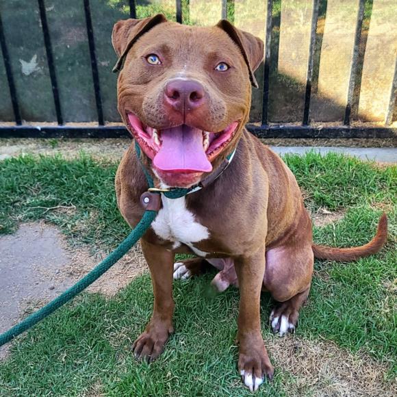 adoptable Dog in Long Beach, CA named *JAZZ