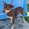 adoptable Dog in Long Beach, CA named *ADORA