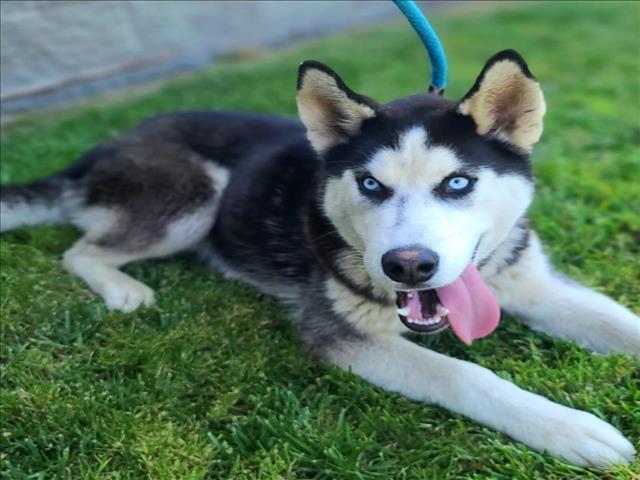 adoptable Dog in Long Beach, CA named *FELIX