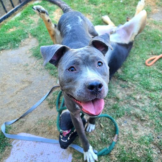 adoptable Dog in Long Beach, CA named *FIONA