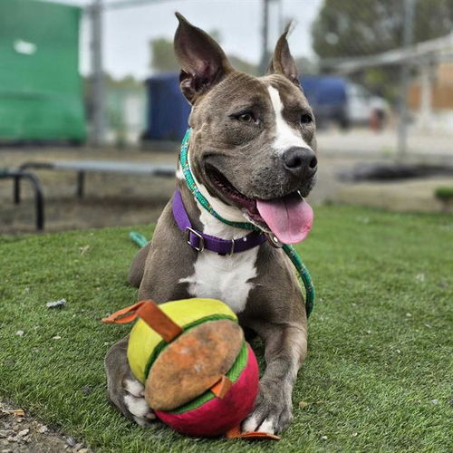 picture of the dog needing adoption