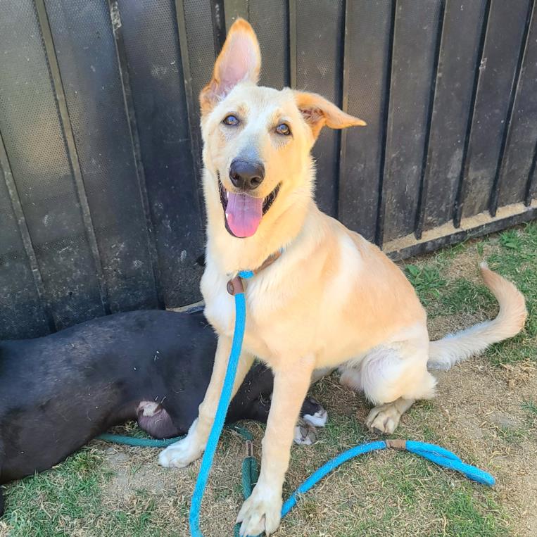 adoptable Dog in Long Beach, CA named *MONTY