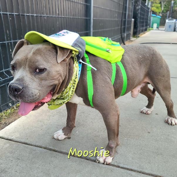 adoptable Dog in Long Beach, CA named *MOOSHIE