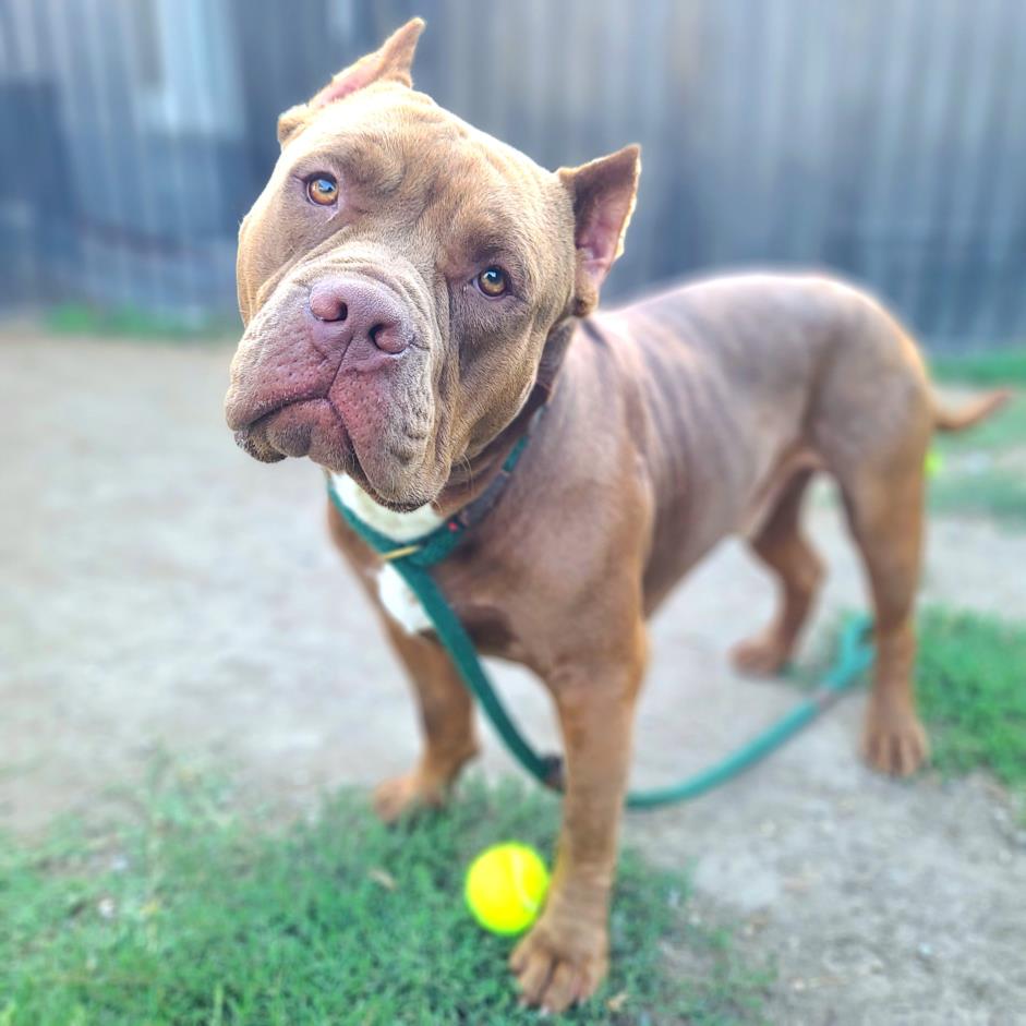 adoptable Dog in Long Beach, CA named *MOOSE