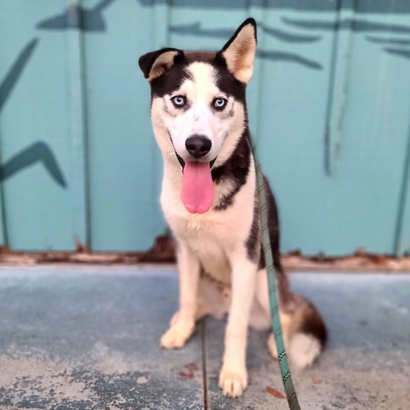 adoptable Dog in Long Beach, CA named *SYLVESTER