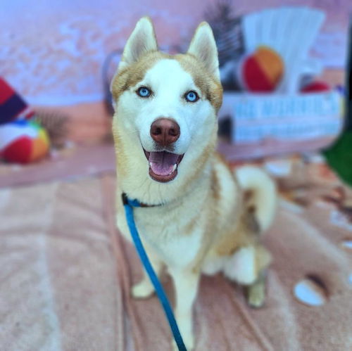 picture of the dog needing adoption