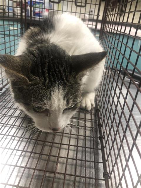 adoptable Cat in Long Beach, CA named *ALEXIS