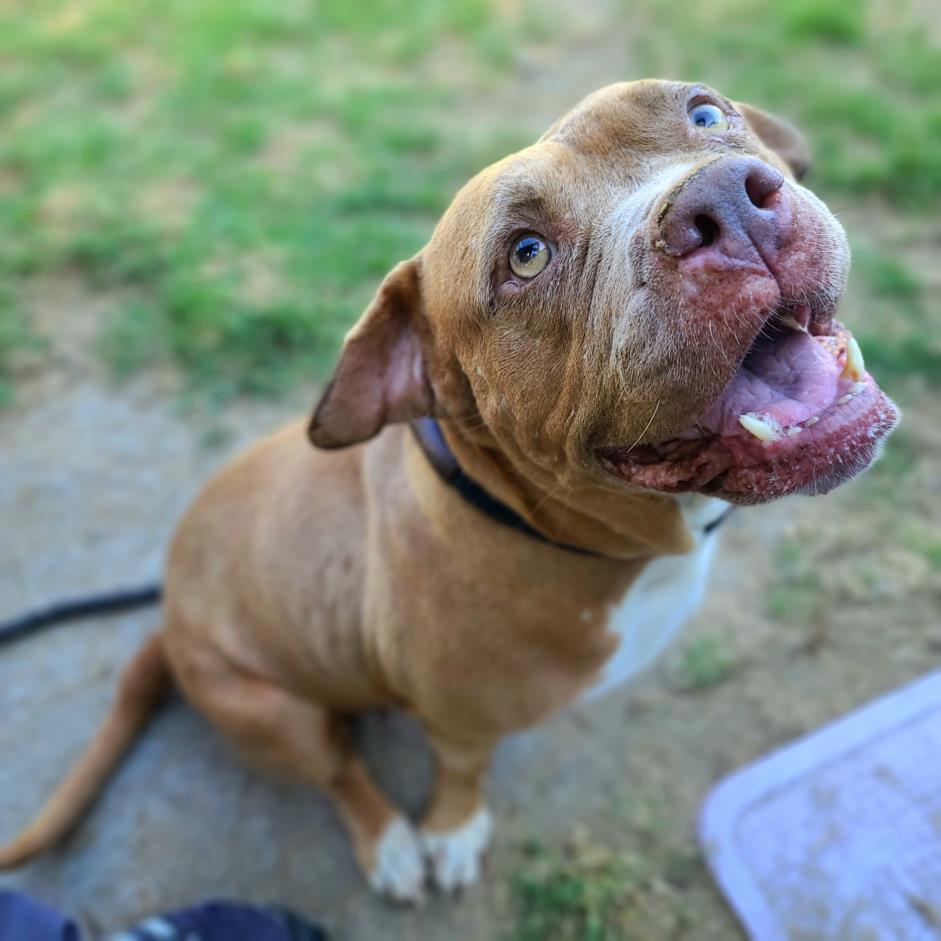 adoptable Dog in Long Beach, CA named PARIS