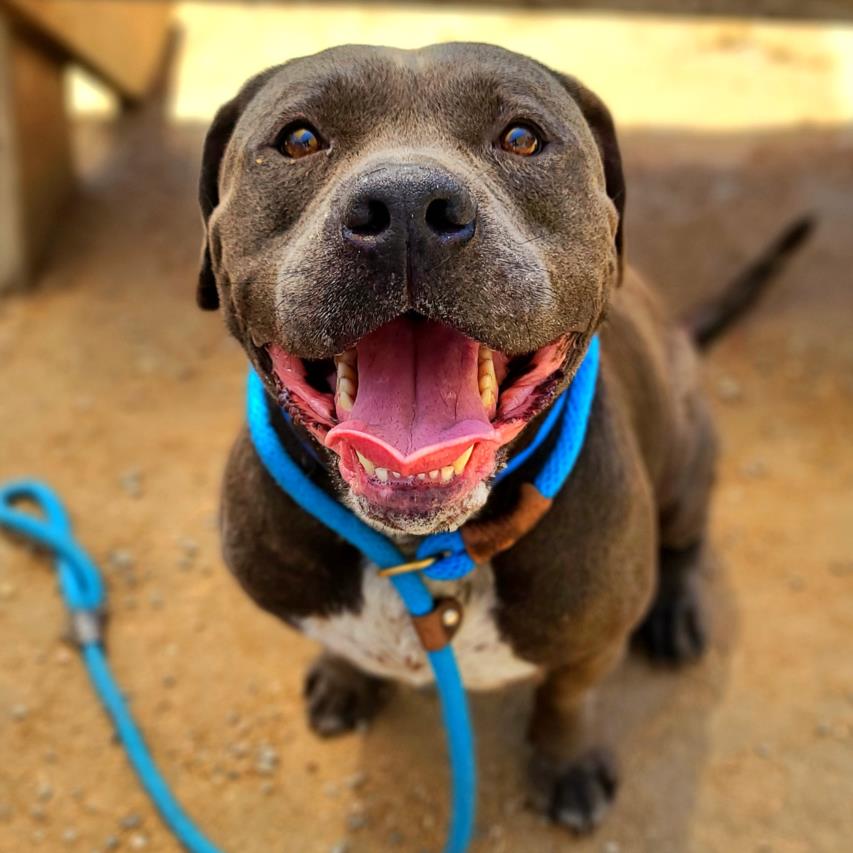 adoptable Dog in Long Beach, CA named PRINCE