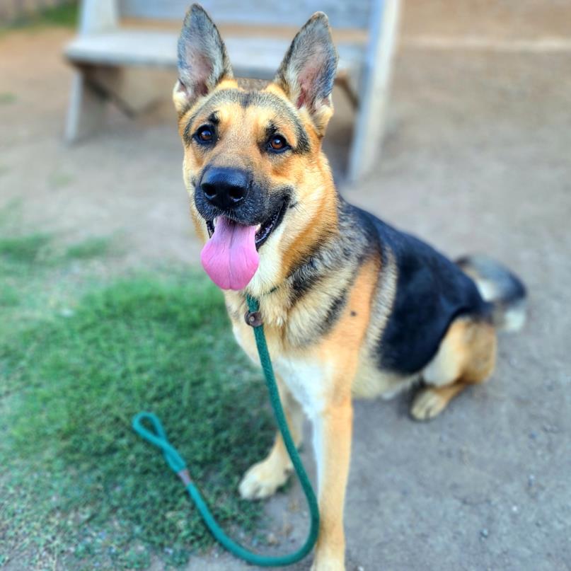 adoptable Dog in Long Beach, CA named DOLOW