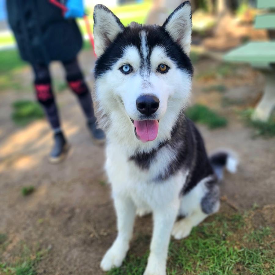 adoptable Dog in Long Beach, CA named *ALCHEMY