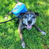 adoptable Dog in Long Beach, CA named DOZER