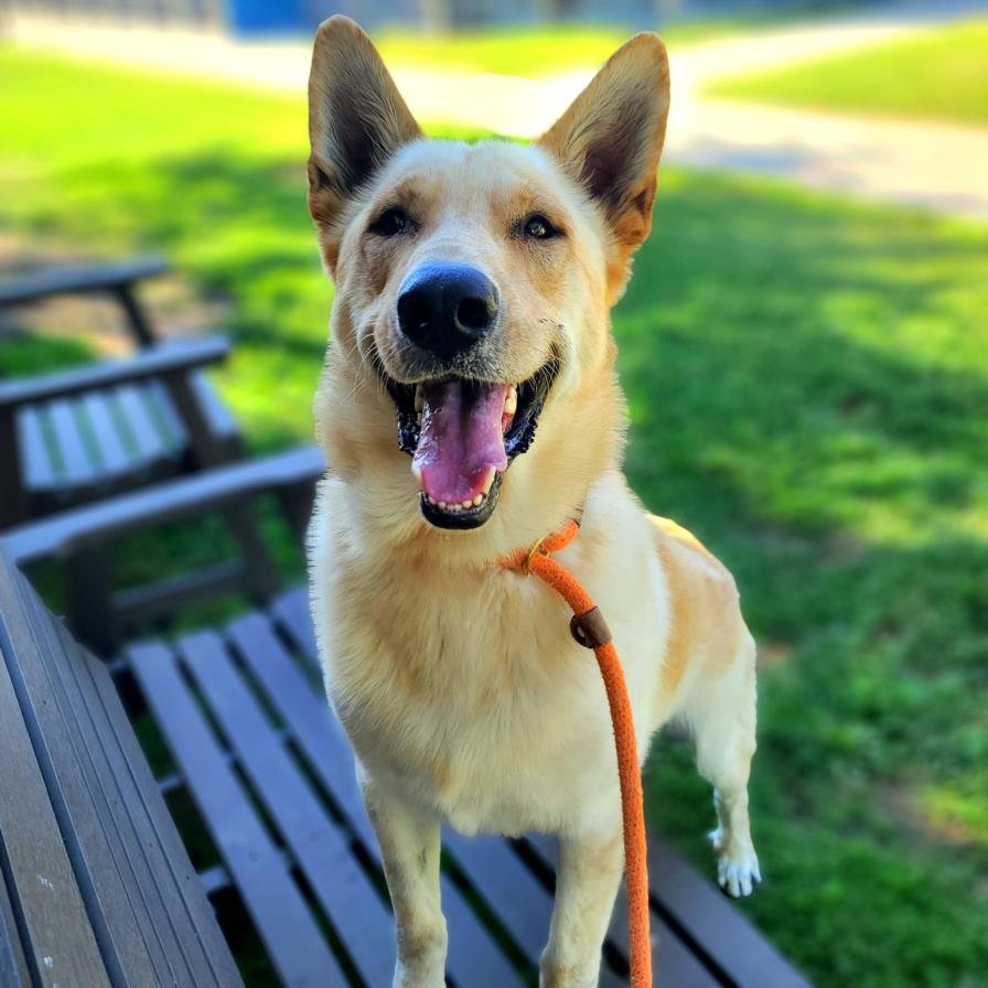 adoptable Dog in Long Beach, CA named *ALOHA