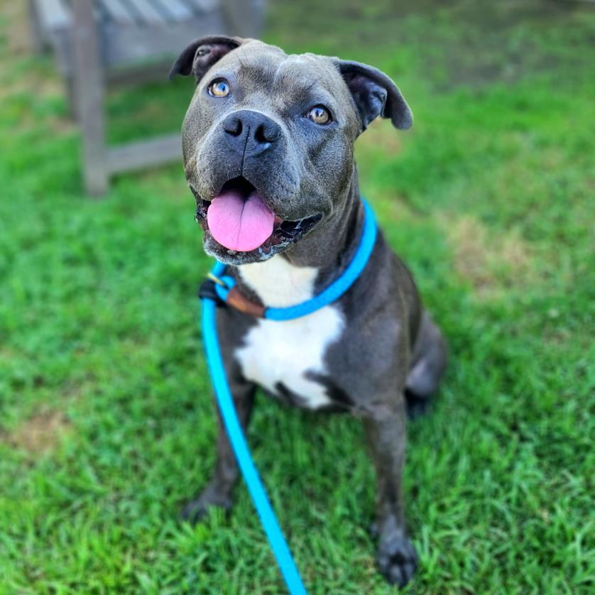 adoptable Dog in Long Beach, CA named *CHICKLET