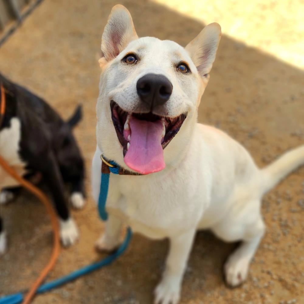 adoptable Dog in Long Beach, CA named *LATTE