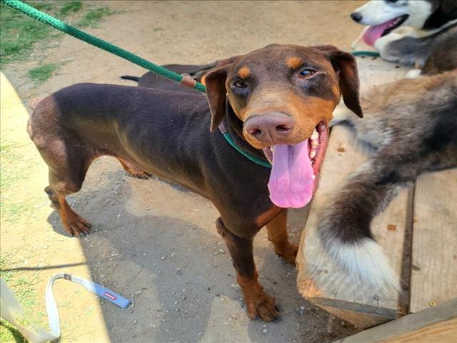 adoptable Dog in Long Beach, CA named *HAPPY