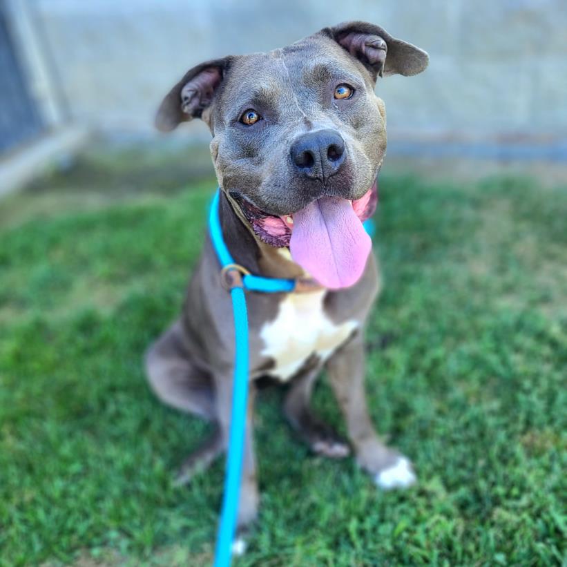 adoptable Dog in Long Beach, CA named *POPCORN