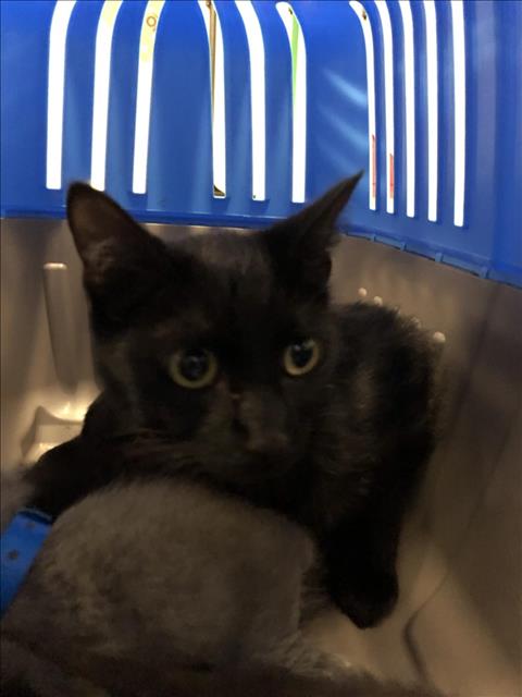 adoptable Cat in Long Beach, CA named *SAMOAS