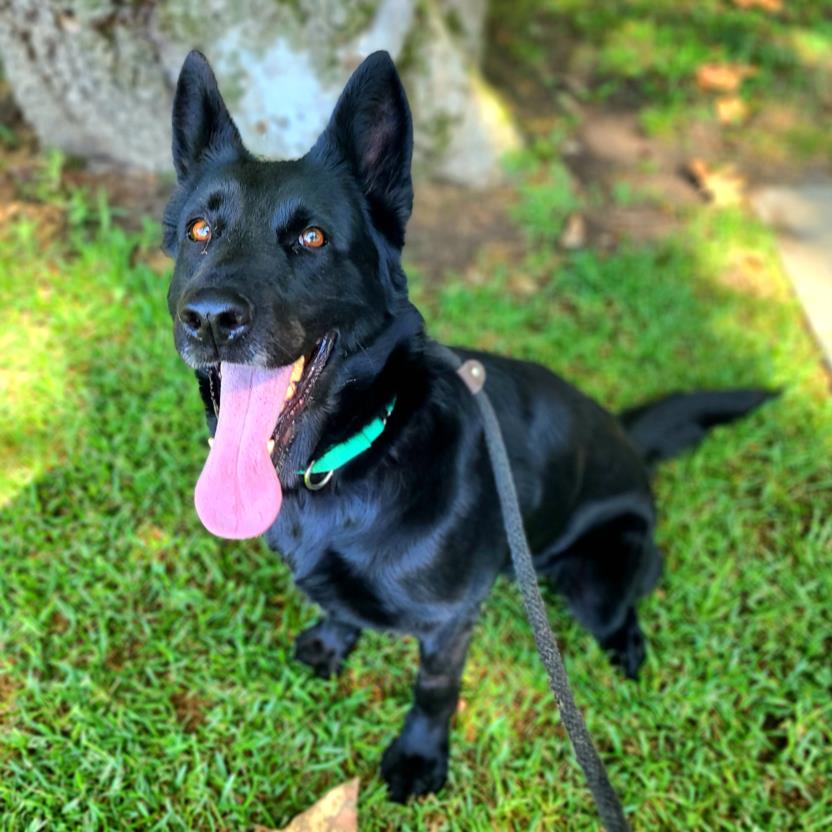 adoptable Dog in Long Beach, CA named *MIDNIGHT