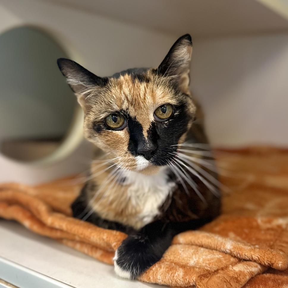 adoptable Cat in Long Beach, CA named *LILITH