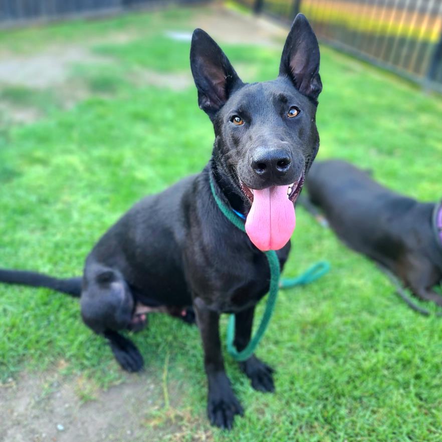 adoptable Dog in Long Beach, CA named *LONESTAR