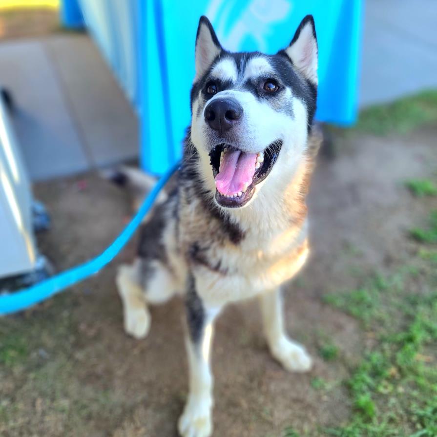 adoptable Dog in Long Beach, CA named *FALCON