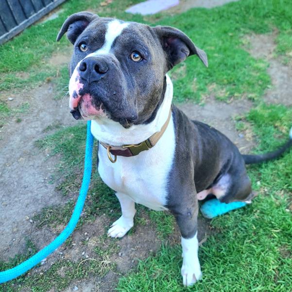 adoptable Dog in Long Beach, CA named *BRADLEY