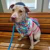 adoptable Dog in Long Beach, CA named *STORMI