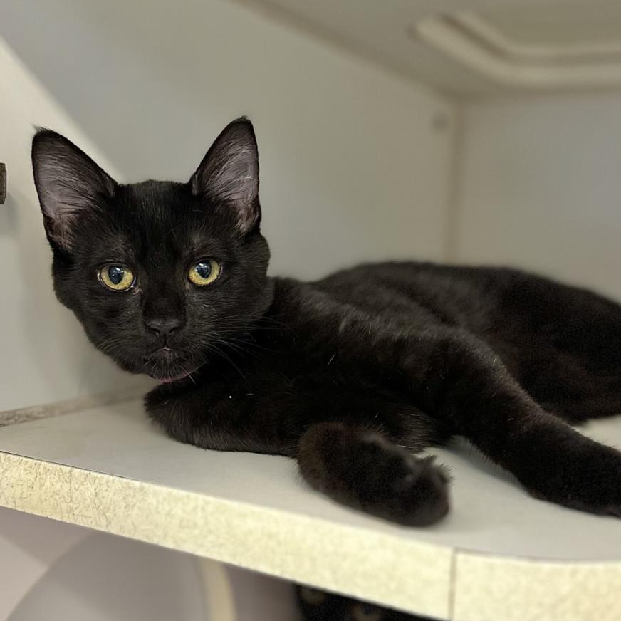 adoptable Cat in Long Beach, CA named CAYA