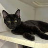 adoptable Cat in Long Beach, CA named CAYA