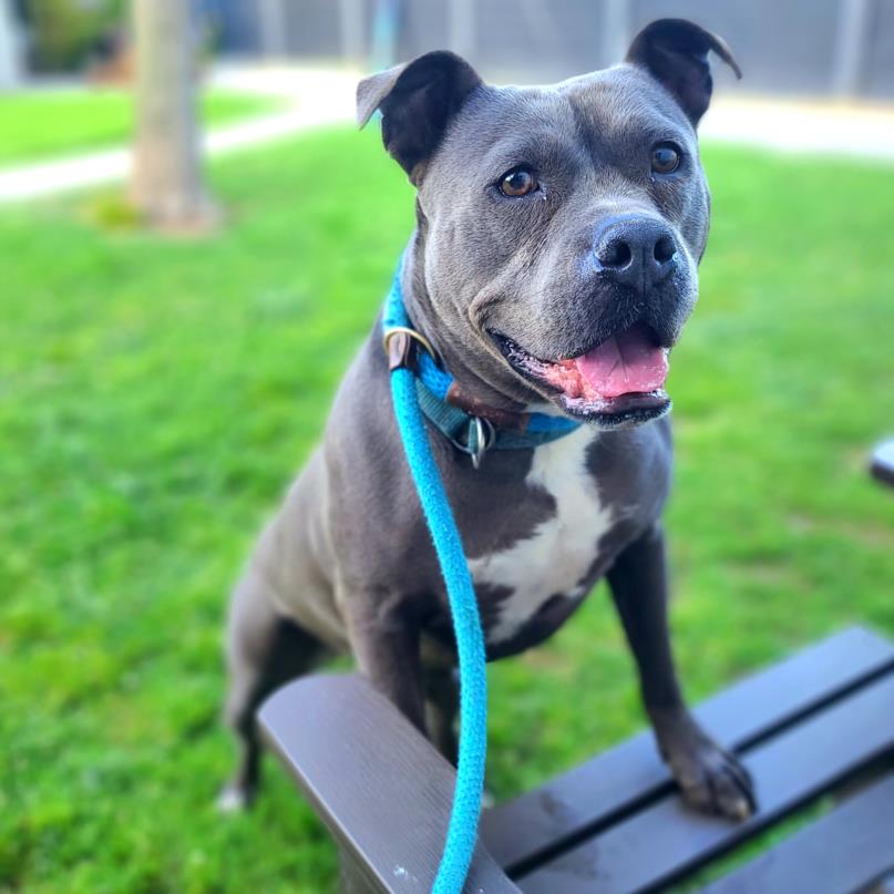 adoptable Dog in Long Beach, CA named *ROXANNE