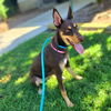 adoptable Dog in Long Beach, CA named *SOLILOQUY