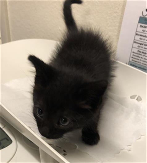 adoptable Cat in Long Beach, CA named *SALEM