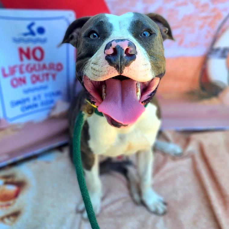 adoptable Dog in Long Beach, CA named *ANGUS