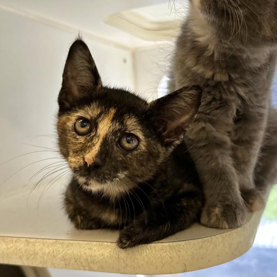 adoptable Cat in Long Beach, CA named *KASEY