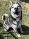 adoptable Dog in  named *SILVERADO