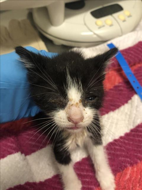 adoptable Cat in Long Beach, CA named *TJ