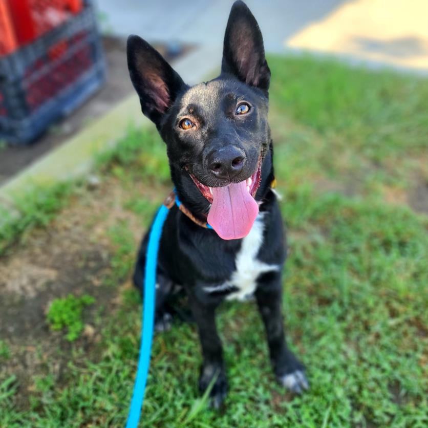 adoptable Dog in Long Beach, CA named *MAGPIE