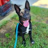 adoptable Dog in Long Beach, CA named *MAGPIE