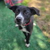 adoptable Dog in Long Beach, CA named *WEDNESDAY