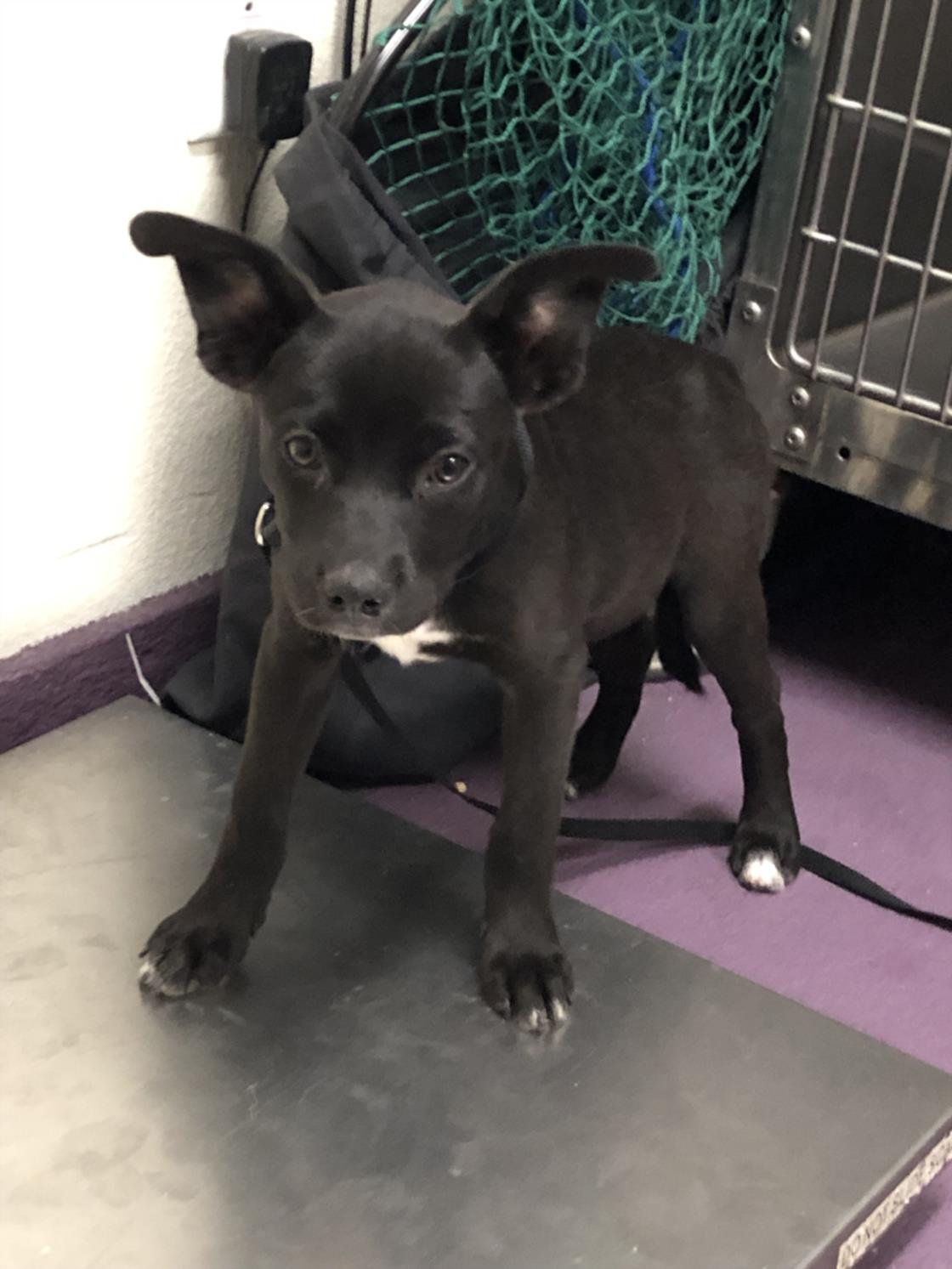 adoptable Dog in Long Beach, CA named *MONDAY