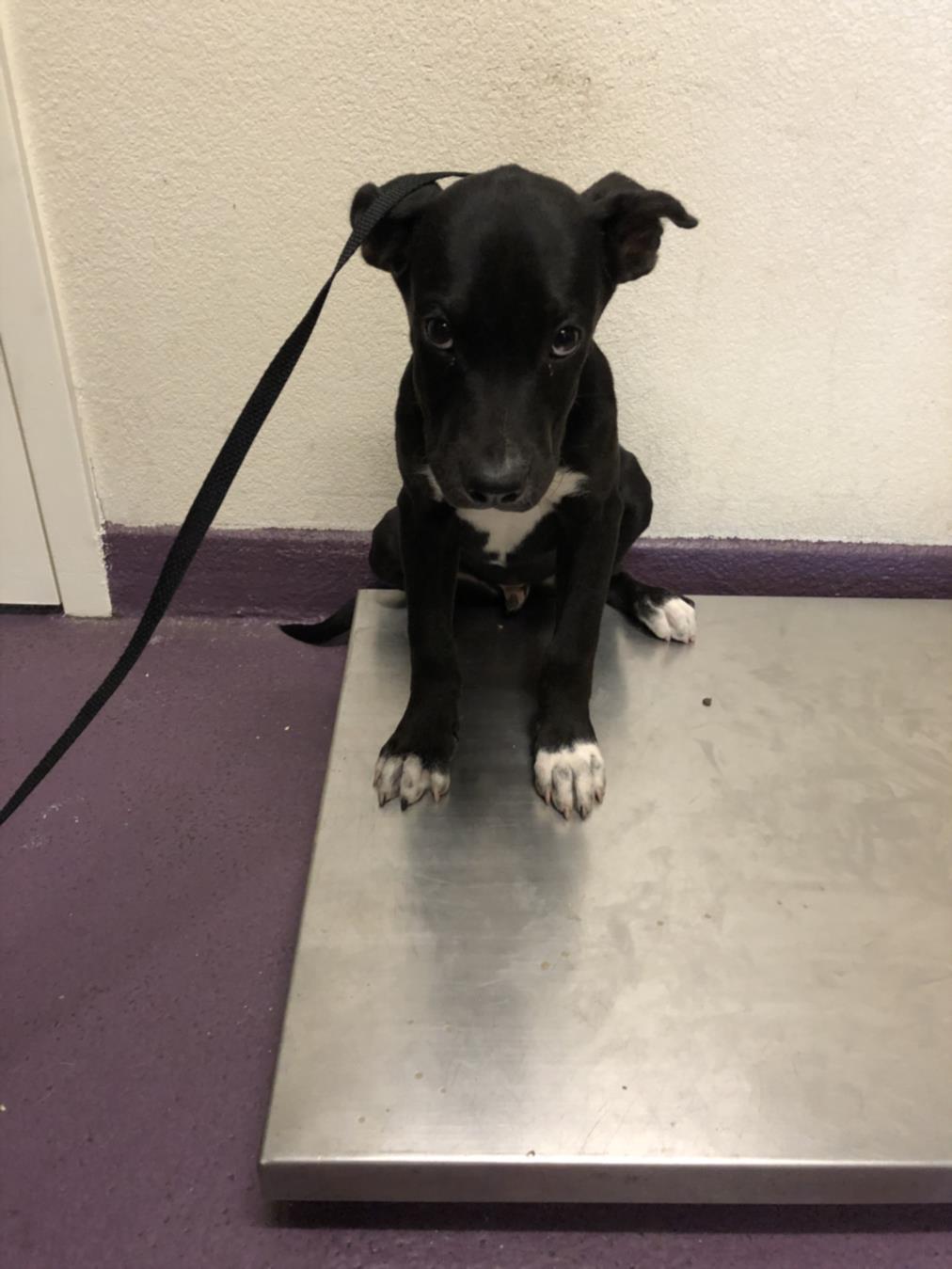 adoptable Dog in Long Beach, CA named *THURSDAY